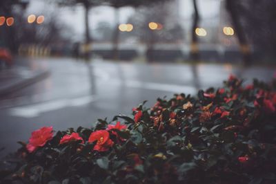 Red flowers blooming by empty road at dusk