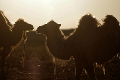 Camels against sky during sunset