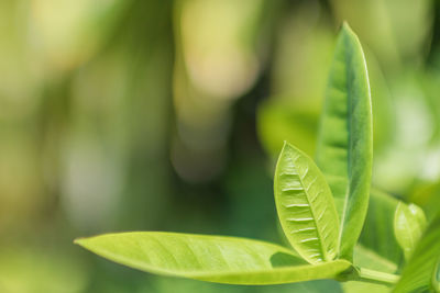 Close-up of fresh green plant