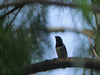 Low angle view of bird perching on a tree