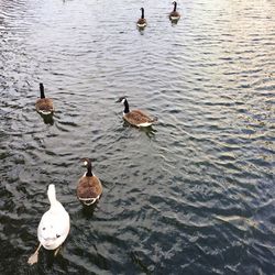 Bird in water