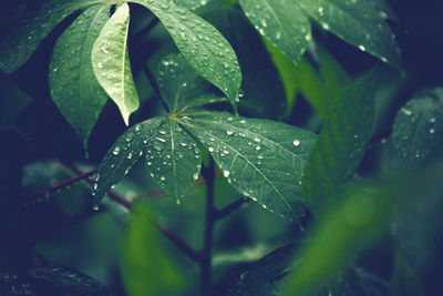 Close-up of raindrops on leaves