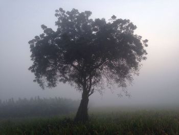 Trees on field in foggy weather