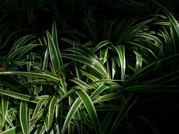 Full frame shot of plants growing on field