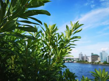 Close-up of plant against sky