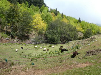 Flock of sheep grazing in a field