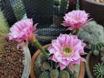 Close-up of pink flowering plant