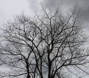 Low angle view of bare tree against sky