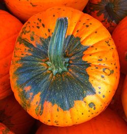 Close-up of pumpkin pumpkins during autumn