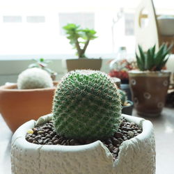 Close-up of succulent plant in pot