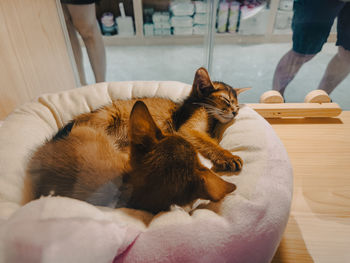 Cat sleeping in a home