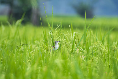 Grass in a field