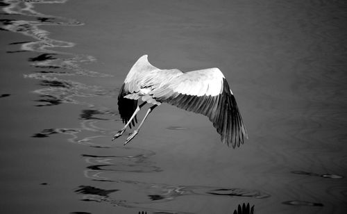 Reflection of trees in water