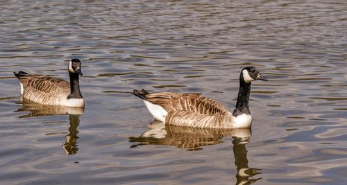 Ducks in lake