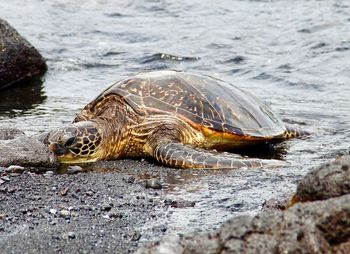 Close-up of turtle on shore