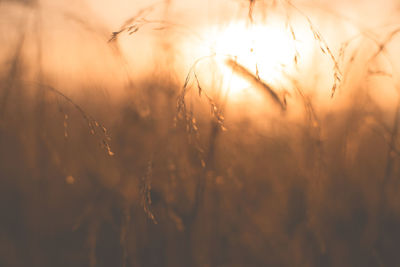 Close-up of wheat crop in field