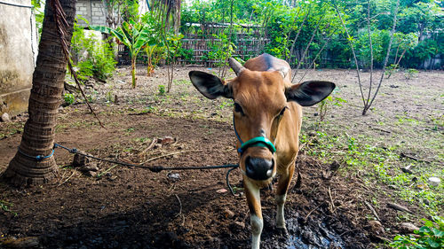 Cow in a field