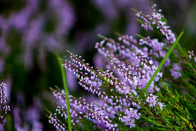 Close-up of butterfly pollinating on flowers