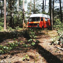 Train on railroad track in forest