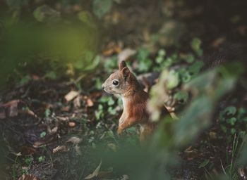 Close-up of squirrel on rock in forest