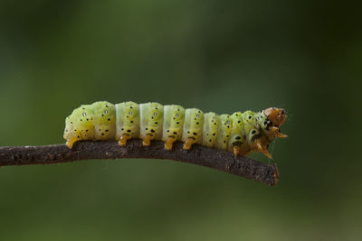 Beautiful pose of caterpillars