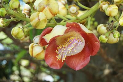 Close-up of red flowering plant