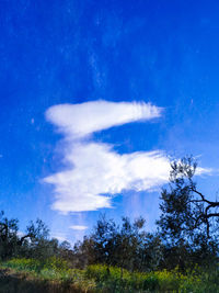 Low angle view of trees against sky