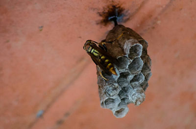 Close-up of insect