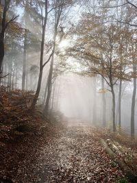 Road amidst trees in forest during autumn