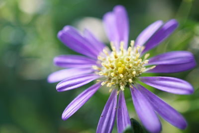 Close-up of purple flower