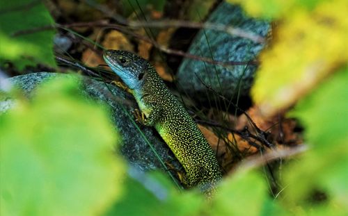 Close-up of lizard on tree