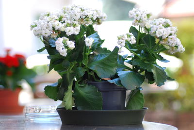 Close-up of potted plant on table