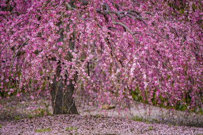 Pink cherry blossoms in park