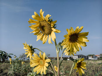 Close-up of flowering plant against sky