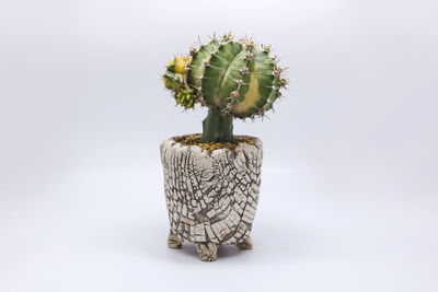 Close-up of succulent plant against white background