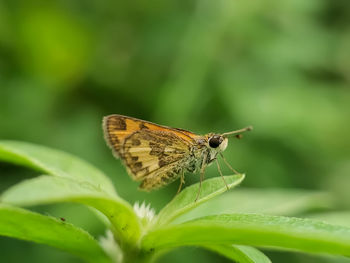 Butterfly on leaf