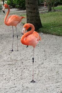 View of flamingo