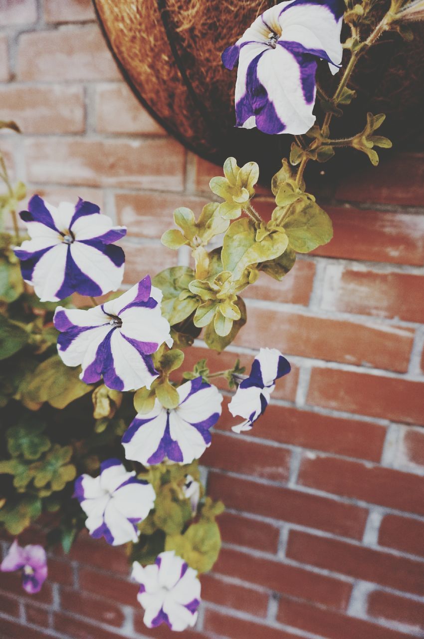 flower, purple, blue, fragility, wood - material, petal, freshness, multi colored, high angle view, close-up, art, indoors, decoration, wooden, creativity, plant, flower head, art and craft, no people, blooming