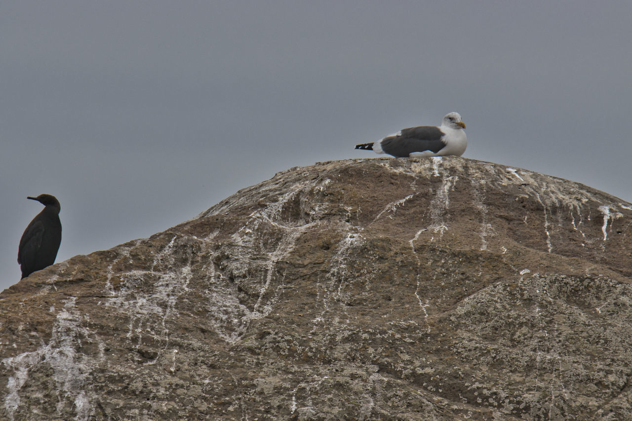 LOW ANGLE VIEW OF SEAGULLS PERCHING ON ROCK