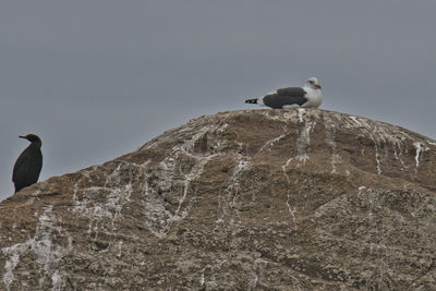 Low angle view of birds on rock