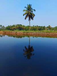 Palm tree by lake against blue sky