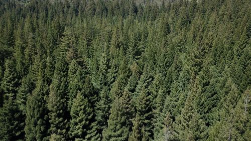 Full frame shot of pine trees
