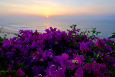 Close-up of pink flowering plants against sky during sunset