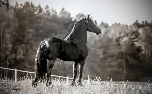 Horse standing in field