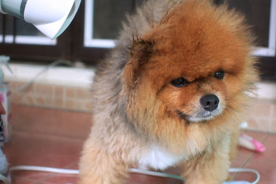 Close-up portrait of dog