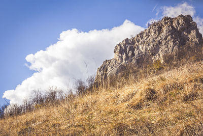 Low angle view of plants on land against sky