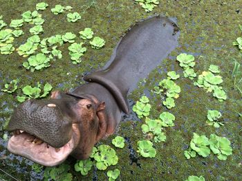 High angle view of hippopotamus amidst plants in waterhole