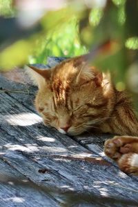 Orange tabby cat outdoors