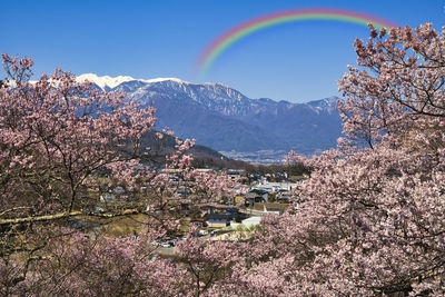 Cherry blossom in full bloom in takato castle ruins park