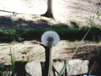 Close-up of dandelion flower